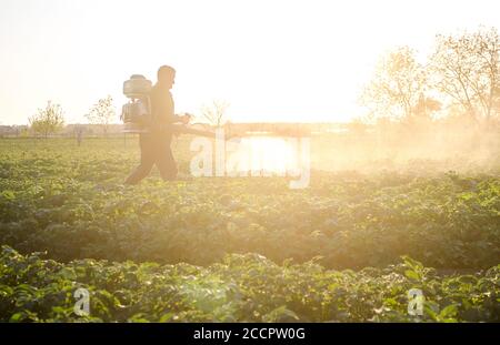Agriculteur avec un pulvérisateur à brouillard sur une plantation du matin. Protection et soin. Utilisation de produits chimiques industriels pour protéger les cultures contre les insectes. Agriculture et ag Banque D'Images