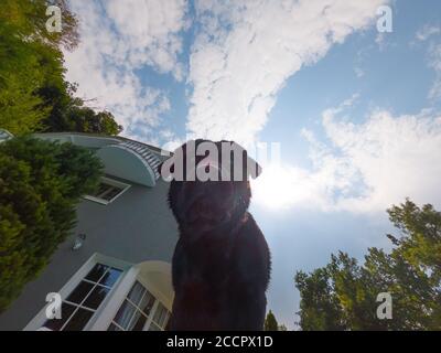 Black dog labrador retriever à côté d'une piscine à la maison. Banque D'Images