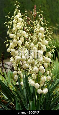 Gros plan des fleurs de Yucca Gloriosa. Banque D'Images