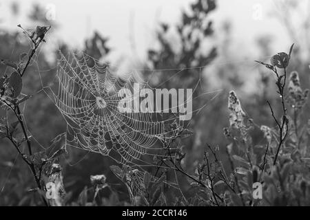 Toile d'araignée couverte de rosée du matin perlée sur le paysage de la tourbière de l'épinette en monochrome Banque D'Images