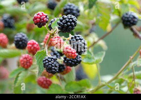 BlackBerry Navaho sans Thornless. Rubus fruticosus 'Navaho'. Fruits mûrs poussant sur une brousse Banque D'Images
