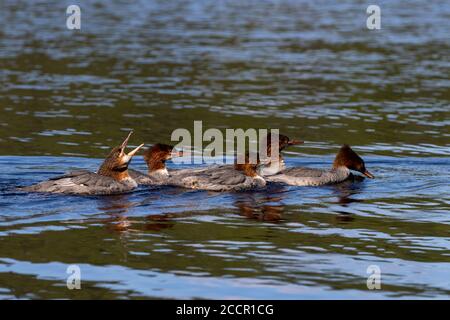 Famille de Grebe à col rouge nageant dans le lac canadien Banque D'Images