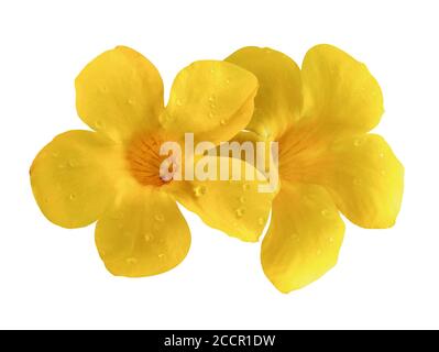 Un seul objet de fleur d'Allamanda ou de fleur de trompette dorée isolé sur fond blanc Banque D'Images