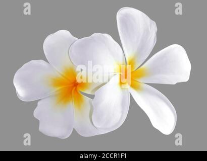 Frangipanier, Plumeria flower isolé sur fond blanc Banque D'Images