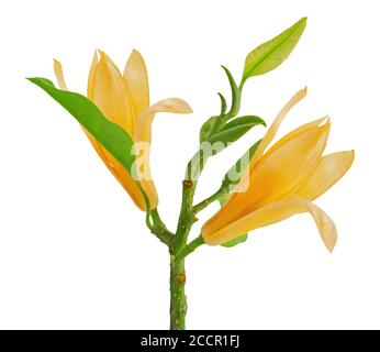 fleur de champaca michelia isolée sur fond blanc Banque D'Images