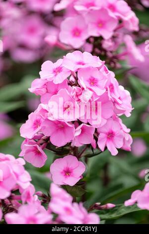 Fleurs roses avec yeux roses foncé de Phlox paniculata 'Eva Cullum', phlox vivace 'Eva Cullum', Phlox 'Eva Cullum', Banque D'Images