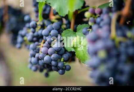 Stuttgart, Allemagne. 24 août 2020. Les raisins rouges pendent dans les vignes. Un automne humide et la fin de l'hiver, un printemps extrêmement sec et maintenant un été chaud ont posé de grands défis aux agriculteurs du pays, selon l'association des agriculteurs. Credit: Christoph Schmidt/dpa/Alay Live News Banque D'Images