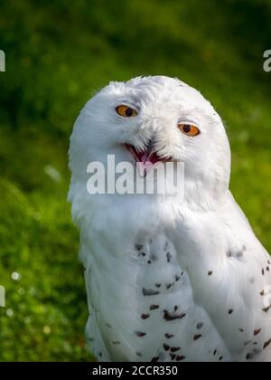 Hibou des neiges , Bubo scandiacus. Banque D'Images