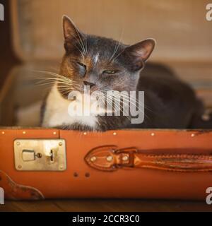 Un joli chat de maison gris avec un visage content est assis dans une vieille valise d'orange battue, parce qu'il est confortable en elle. Voyage. Banque D'Images