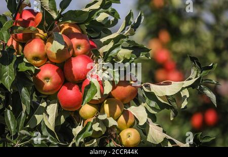 Stuttgart, Allemagne. 24 août 2020. Les pommes de la variété « Elstar » pendent dans un pommier. Selon l'association, un automne humide et la fin de l'hiver, un printemps extrêmement sec et maintenant un été chaud ont présenté aux agriculteurs du pays de grands défis. Credit: Christoph Schmidt/dpa/Alay Live News Banque D'Images