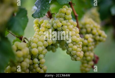 Stuttgart, Allemagne. 24 août 2020. Les raisins sont accrochés à la vigne. Selon l'association, un automne humide et la fin de l'hiver, un printemps extrêmement sec et maintenant un été chaud ont présenté aux agriculteurs du pays de grands défis. Credit: Christoph Schmidt/dpa/Alay Live News Banque D'Images