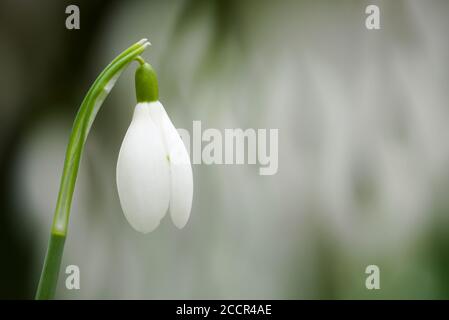 Un gros plan d'une seule Snowdrop commun (Galanthus nivalis) en fleur avec un fond de Snowdrop dans une forêt anglaise en hiver. Banque D'Images