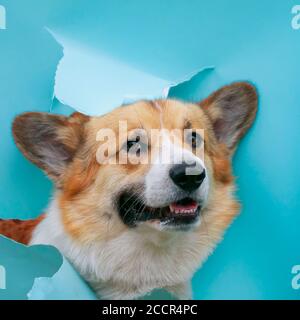 Museau heureux mignon chien rouge Corgi chiot regarde dehors derrière un trou dans une affiche en papier bleu déchirée Banque D'Images