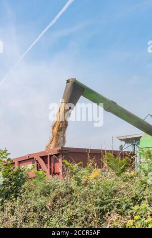 Déchargement du blé récolté de la trémie à grains de la moissonneuse-batteuse Deutz-Fahr dans une remorque d'attente. Grain sortant du tuyau latéral étendu. Voir Ajouter DES NOTES Banque D'Images