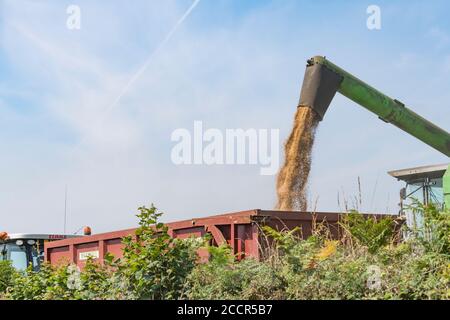 Déchargement du blé récolté de la trémie à grains de la moissonneuse-batteuse Deutz-Fahr dans une remorque d'attente. Grain sortant du tuyau latéral étendu. Blé britannique. Banque D'Images