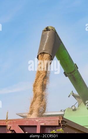 Déchargement du blé récolté de la trémie à grains de la moissonneuse-batteuse Deutz-Fahr dans une remorque d'attente. Grain sortant du tuyau latéral étendu. Voir Ajouter DES NOTES Banque D'Images