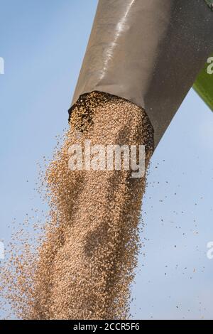 Déchargement du blé récolté de la trémie à grains de la moissonneuse-batteuse Deutz-Fahr dans une remorque d'attente. Grain sortant du tuyau latéral étendu. Voir Ajouter DES NOTES Banque D'Images