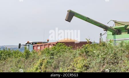 Déchargement du blé récolté de la trémie à grains de la moissonneuse-batteuse Deutz-Fahr dans une remorque d'attente. Grain sortant du tuyau latéral étendu. Blé britannique. Banque D'Images