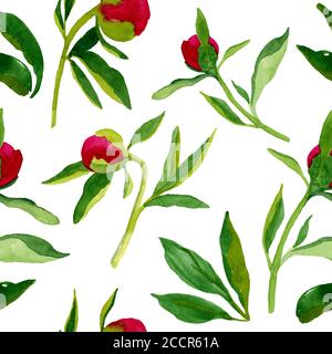 Motif sans couture avec boutons-paon. Aquarelle boutons de péonies roses dessinés à la main avec des feuilles bouclés sur fond blanc. Design textile, weddin Banque D'Images