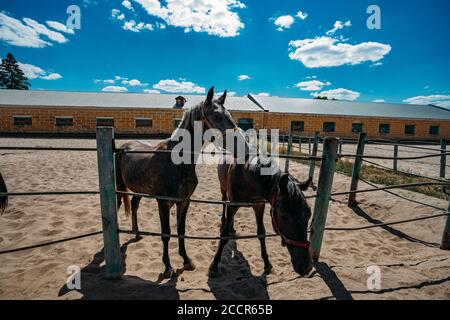 Jeunes chevaux pur-sang à la ferme corral Banque D'Images