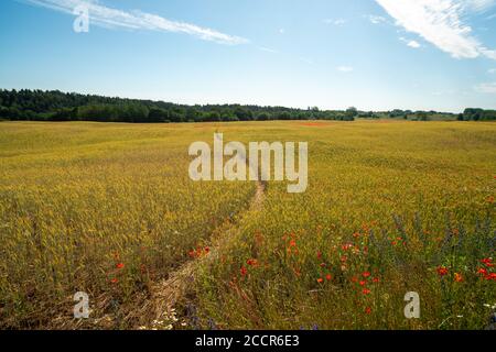 Parcours de campagne à travers les champs seréal avec des fleurs de coquelicots, Lituanie Banque D'Images
