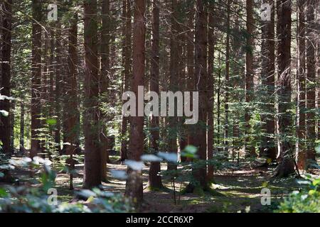 Vue panoramique sur les épinettes. Forêt d'épicéa par jour ensoleillé. Banque D'Images