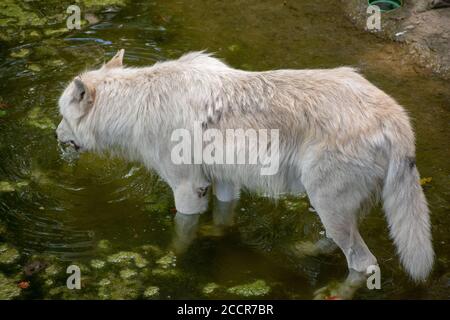 Gros plan d'un Wolfdog tchécoslovaque au zoo d'Osnabruck, en Allemagne Banque D'Images