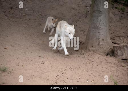 Gros plan sur les Wolfdogs tchécoslovaques au zoo d'Osnabruck, en Allemagne Banque D'Images