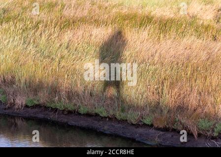 Ombre d'un rambler sur le sentier public 146 à Coalhouse fort, East Tilbury, Thurrock, Essex, Royaume-Uni. Promenade en bord de rivière rurale. Banque D'Images