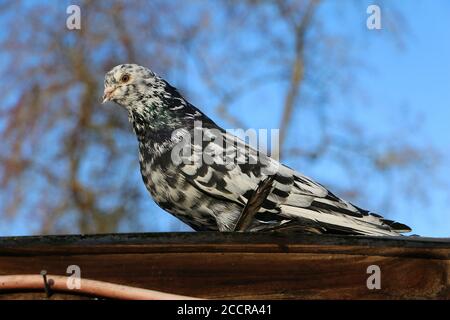 Gros plan d'un magnifique pigeon iranien perché sur un surface en bois Banque D'Images