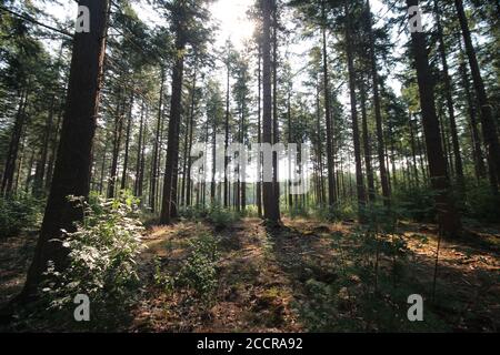 des poutres de soleil viennent à travers les arbres lors d'une journée de sommeer À Oldebroek aux pays-Bas Banque D'Images