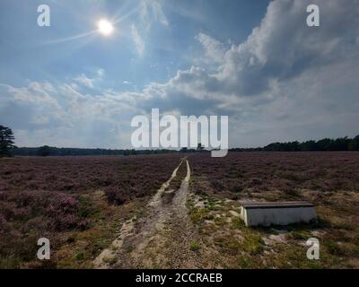 La bruyère pourpre commence à fleurir à la fin de l'été Sur le Wezepsche Heide dans la réserve naturelle de Veluwe Pays-Bas Banque D'Images