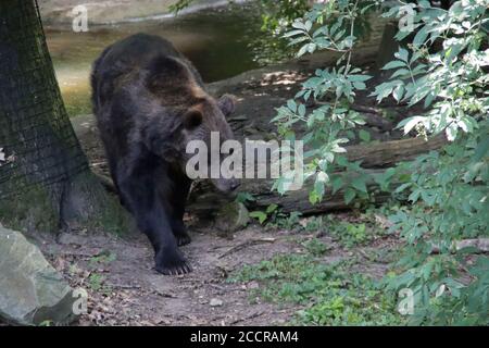 Ours malais au zoo d'Ouwehand aux pays-Bas Banque D'Images