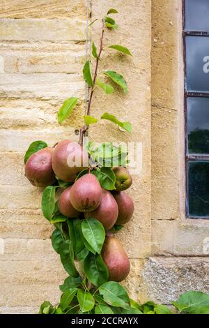 Poires de Worcester noires poussant contre un mur de pierre de Cotswold, Angleterre Banque D'Images