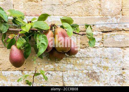 Poires de Worcester noires poussant contre un mur de pierre de Cotswold, Angleterre Banque D'Images