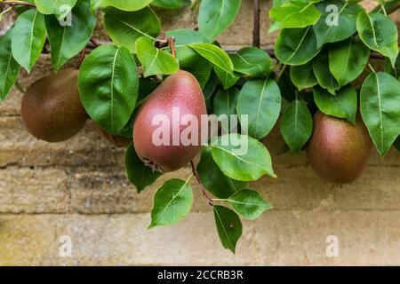 Poires de Worcester noires poussant contre un mur de pierre de Cotswold, Angleterre Banque D'Images