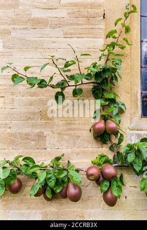 Poires de Worcester noires poussant contre un mur de pierre de Cotswold, Angleterre Banque D'Images