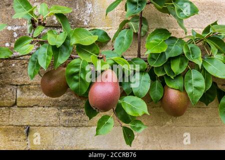 Poires de Worcester noires poussant contre un mur de pierre de Cotswold, Angleterre Banque D'Images