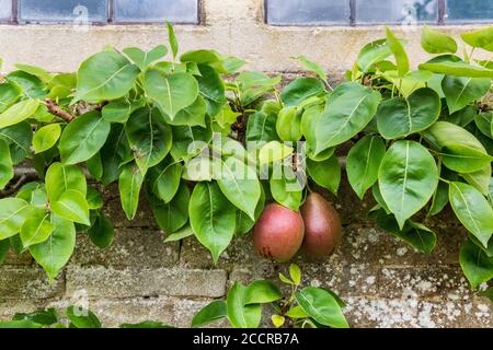 Poires de Worcester noires poussant contre un mur de pierre de Cotswold, Angleterre Banque D'Images