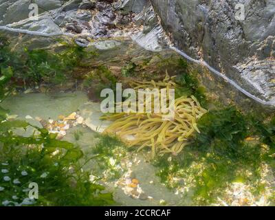 Anemone de mer de Snakelocks à rockpool, au nord du Devon. Banque D'Images