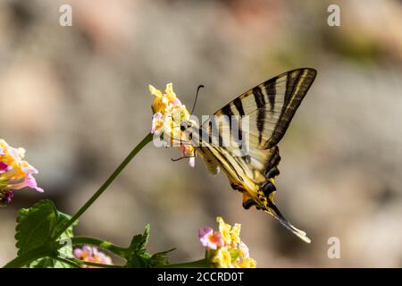 Iphiclides feisthamelii, Ibérique rare Swallowtail papillon sur une fleur de Lantana Banque D'Images