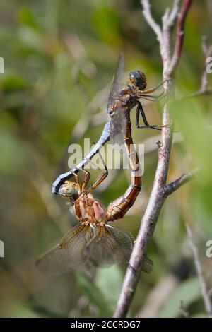 Skimmers à talons mâles et femelles, Orthetrum coerulescens, accouplement dans le modèle de roue tenant sur UNE perruque morte. Prise à Ramsdown Forest UK Banque D'Images