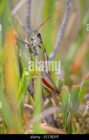 Macro profil latéral prise de vue d'UN grand marais rare, Stethophyma grossum, tenant sur UNE tige d'herbe. ROYAUME-UNI Banque D'Images