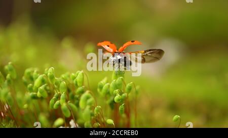 Gros plan sur la faune d'une coccinelle dans l'herbe verte de la forêt. Macrocosme à la nature. Coccinella septempunctata, la coccinelle à sept points, est le mois Banque D'Images