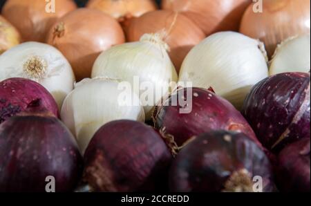 L'oignon est le nom populaire de la plante dont le nom scientifique est Allium cesp. Condiment pour assaisonnements. Ingrédient culinaire. Nourriture humaine. Oignons frais. Banque D'Images