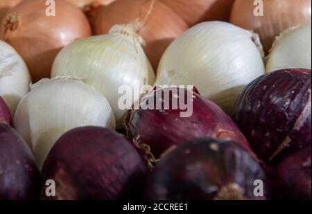 L'oignon est le nom populaire de la plante dont le nom scientifique est Allium cesp. Condiment pour assaisonnements. Ingrédient culinaire. Nourriture humaine. Oignons frais. Banque D'Images