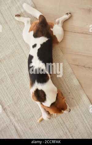 Vue de dessus sur le joli beagle chien mâchant sur des gâteries et jouets posés sur un sol en bois à l'intérieur de la maison Banque D'Images