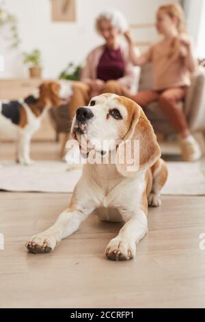 Portrait vertical à tons chauds d'un chien de beagle senior allongé étage avec famille heureuse en arrière-plan Banque D'Images