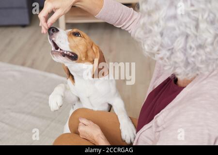 Portrait en grand angle d'une femme âgée méconnue jouant avec un chien de beagle dans un intérieur confortable, espace de copie Banque D'Images