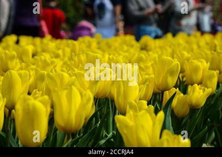 Tulipe commune Tulipa Liliaceae Banque D'Images